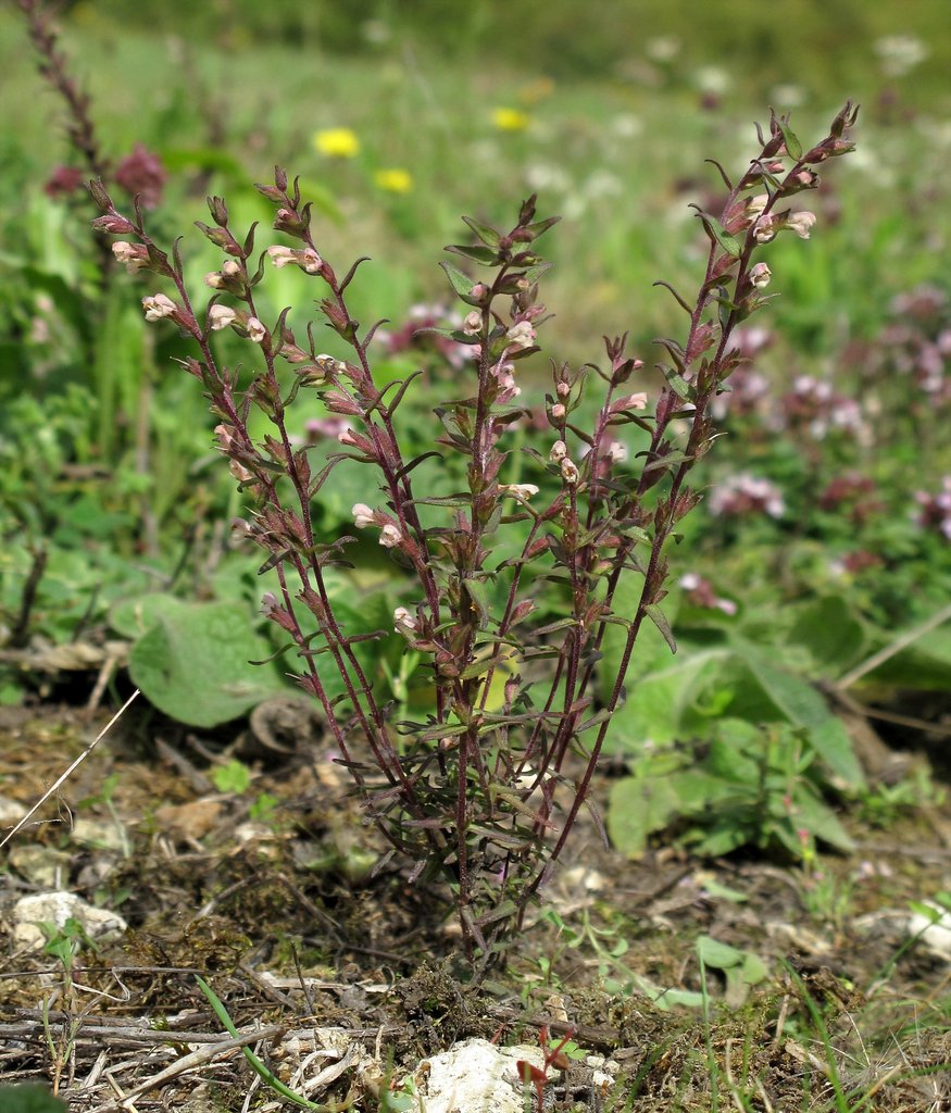 Odontites jaubertianus